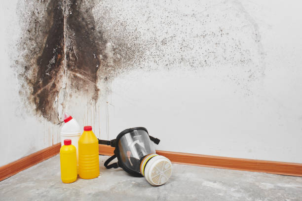 Best Black Mold Removal  in Tangerine, FL