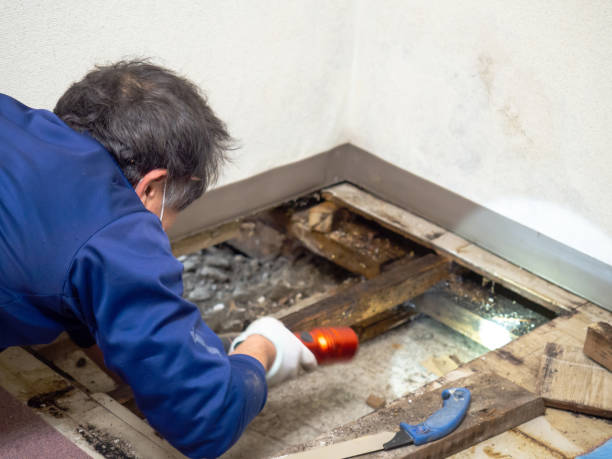 Best Attic Mold Removal  in Tangerine, FL