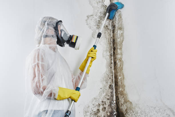 Mold Removal and Inspection in Tangerine, FL