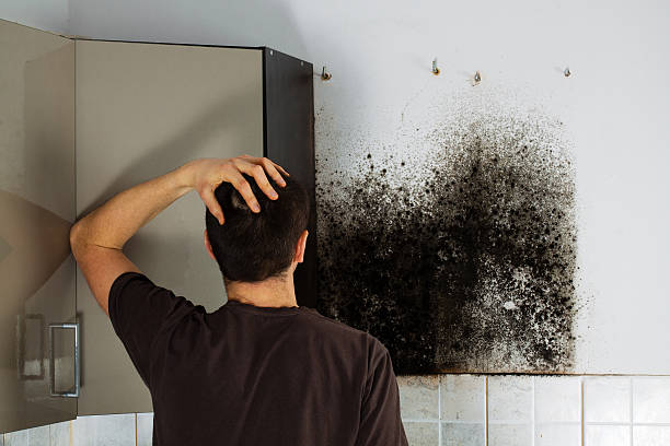 Best Certified Mold Removal  in Tangerine, FL