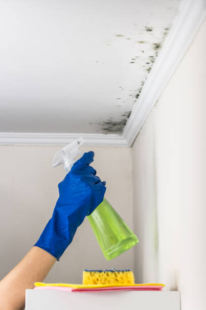 Best Same-Day Mold Removal  in Tangerine, FL